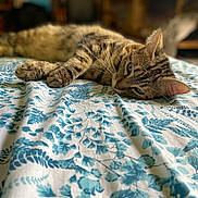 Lilo a rejoint le concours — aidez-le/la à gagner de superbes lots ! bedspread, blue, blurred_background, cat, closeup, cozy, domestic_animal, ears, feline, fur, indoor, leaf_pattern, lying_down, paws, relaxed, resting, sleepy, soft_light, tabby, whiskers