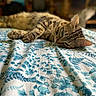 bedspread, blue, blurred_background, cat, closeup, cozy, domestic_animal, ears, feline, fur, indoor, leaf_pattern, lying_down, paws, relaxed, resting, sleepy, soft_light, tabby, whiskers