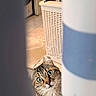 animal, cat, closeup, curiosity, curious, domestic_cat, feline, floor_tiles, fur, green_eyes, home, indoor, laundry_basket, mischievous, peeking, pet, portrait, striped_curtain, tabby_cat, whiskers