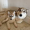 dog, husky, puppy, pet, animal, floor, wall, door, indoor, cute, fur, snuggle, companion, canine, portrait, looking, relaxed, laying, two_animals, domestic