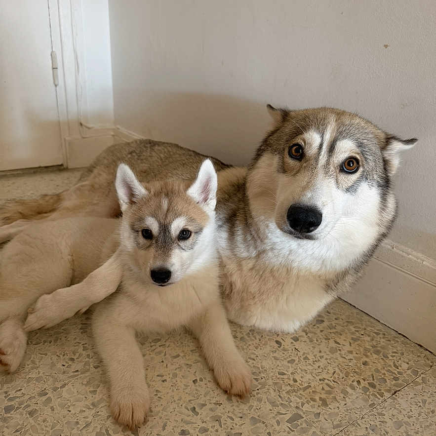 Syska Et Abby a rejoint le concours — aidez-le/la à gagner de superbes lots ! dog, husky, puppy, pet, animal, floor, wall, door, indoor, cute, fur, snuggle, companion, canine, portrait, looking, relaxed, laying, two_animals, domestic
