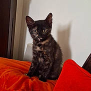Hazel joined the competition — help win amazing prizes! kitten, cat, tortoiseshell, animal, pet, orange_blanket, indoor, furniture, wall, curious, young, small, ears, fur, whiskers, sitting, alert, cute, domestic_cat, mammal