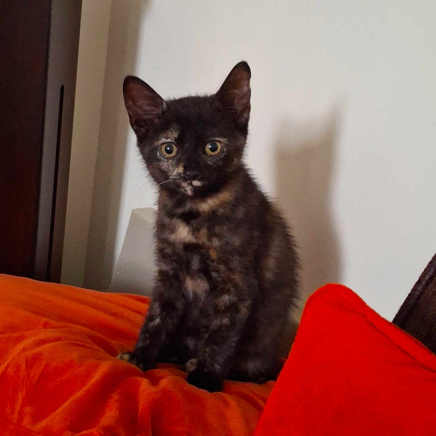Hazel
