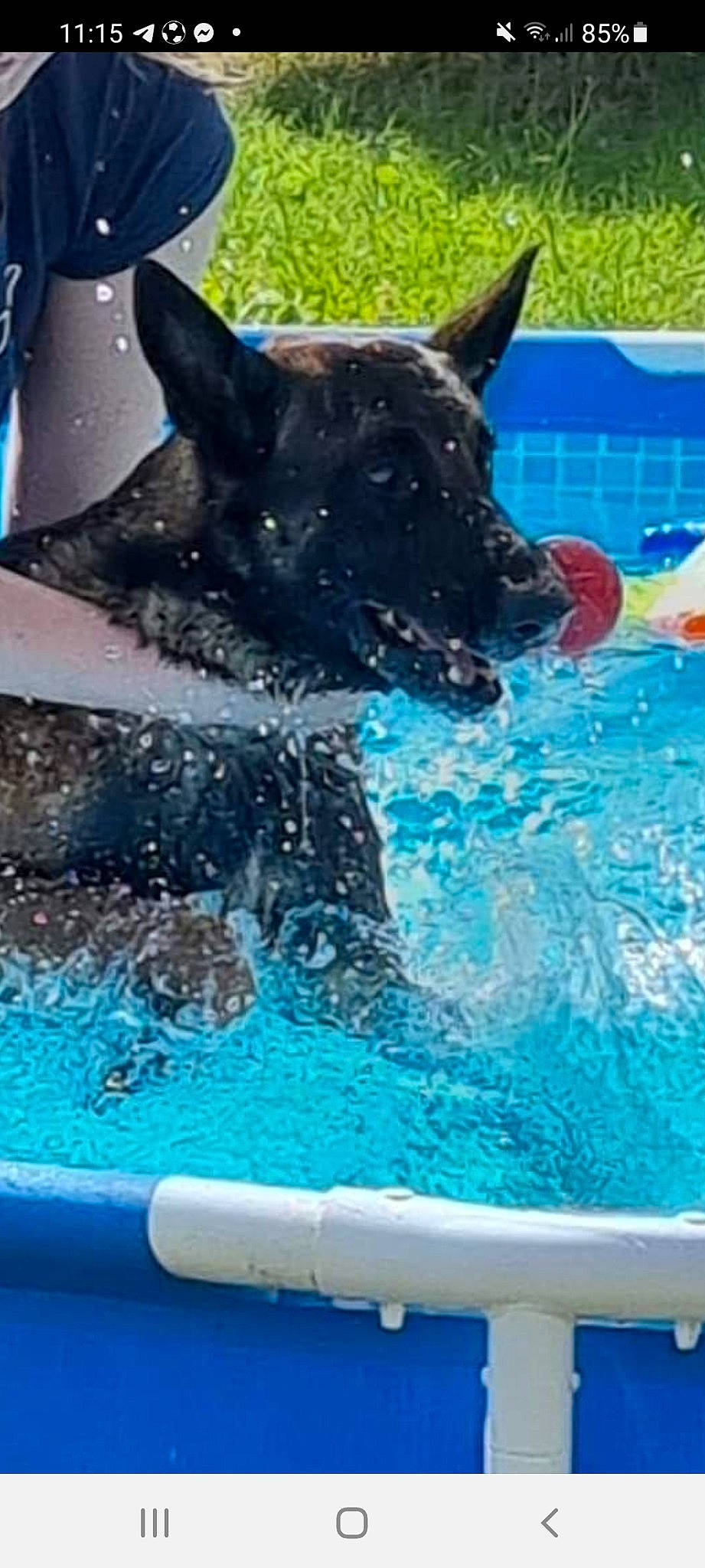 Rex a rejoint le concours — aidez-le/la à gagner de superbes lots ! animal_sports, blue, canidae, carnivore, companion_dog, dog, dog_breed, dog_sports, electric_blue, fun, leisure, liquid, non_sporting_group, recreation, sporting_group, vertebrate, water, working_animal, working_dog