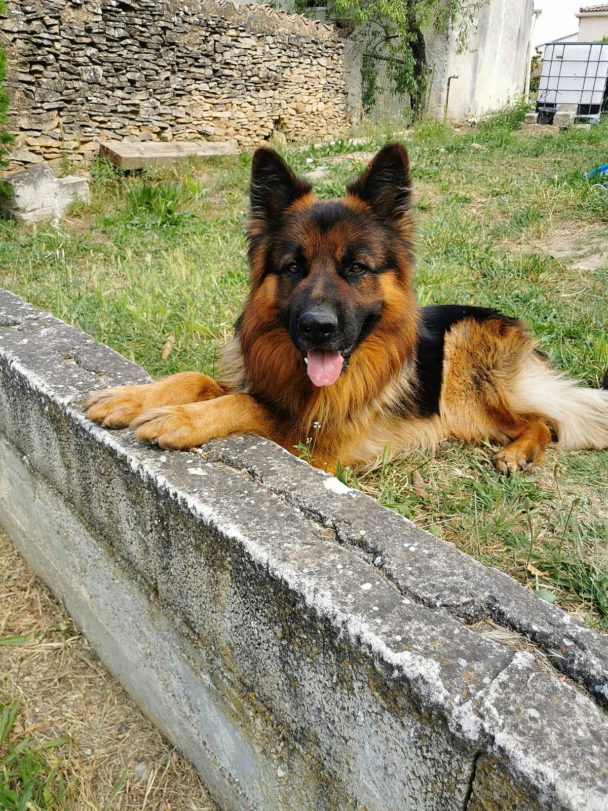 Neyo a rejoint le concours — aidez-le/la à gagner de superbes lots ! belgian_shepherd, belgian_shepherd_malinois, bohemian_shepherd, canidae, carnivore, dog, dog_breed, east_european_shepherd, german_shepherd_dog, king_shepherd, kunming_wolfdog, mammal, old_german_shepherd_dog, rare_breed_dog, shiloh_shepherd_dog, snout, tervuren, vertebrate, wolfdog, working_dog