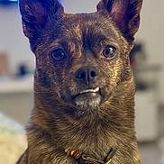Yoshi joined the competition — help win amazing prizes! animal, beads, brindle, brown, canine, close_up, collar, companion, cute, dog, domestic, ears, expression, face, fur, indoor, looking, pet, portrait, tags