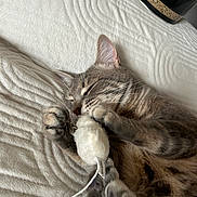Félix participe au concours pour gagner de l'argent avec cette photo : cat, tabby, gray_cat, sleeping, sleepy, pet, animal, feline, whiskers, paws, claws, fur, plush_toy, toy, cuddling, blanket, bed, cozy, indoors, relaxed
