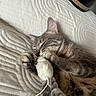 cat, tabby, gray_cat, sleeping, sleepy, pet, animal, feline, whiskers, paws, claws, fur, plush_toy, toy, cuddling, blanket, bed, cozy, indoors, relaxed