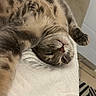 Félix participe au concours pour gagner de l'argent avec cette photo : cat, tabby_cat, pet, animal, furry, sleeping, relaxed, upside_down, lying_down, bed, bedding, paws, whiskers, pink_nose, yellow_eyes, indoors, cozy, close_up, portrait, cute