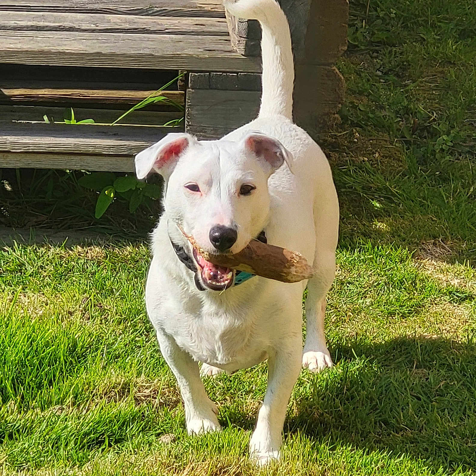 Snow a rejoint le concours — aidez-le/la à gagner de superbes lots ! animal, bench, canine, collar, daylight, dog, fur, grass, happy, nature, outdoor, park, pet, playful, stick, summer, sunlight, tail, white_dog, wooden_bench