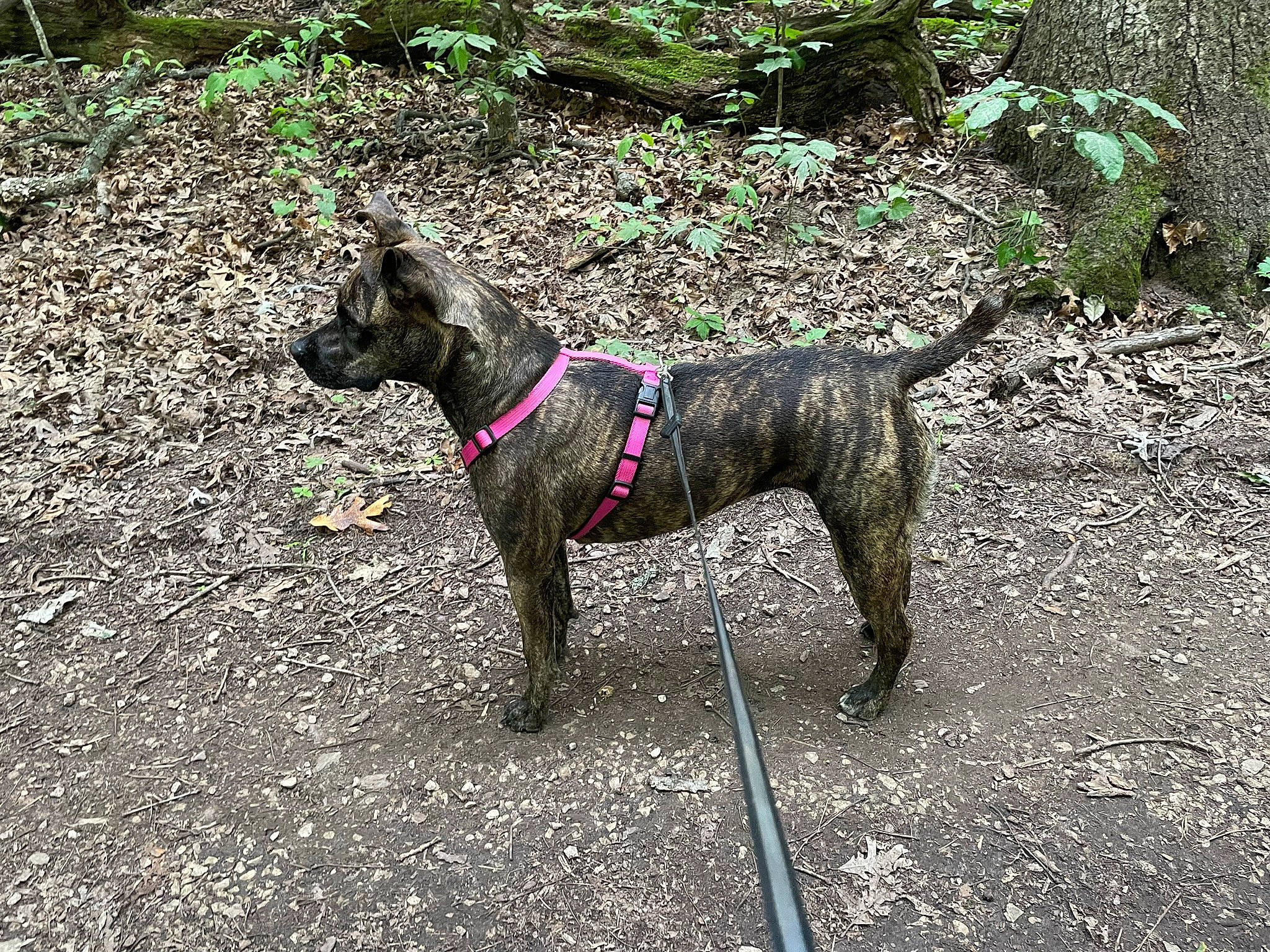 Brandi is registered to the contest to win money with this photo: canidae, carnivore, collar, dog, dog_breed, dog_collar, dog_hiking, dog_supply, fashion_accessory, fawn, leash, pack_animal, pet_supply, plant, road_surface, sporting_group, tail, terrestrial_animal, working_animal, working_dog