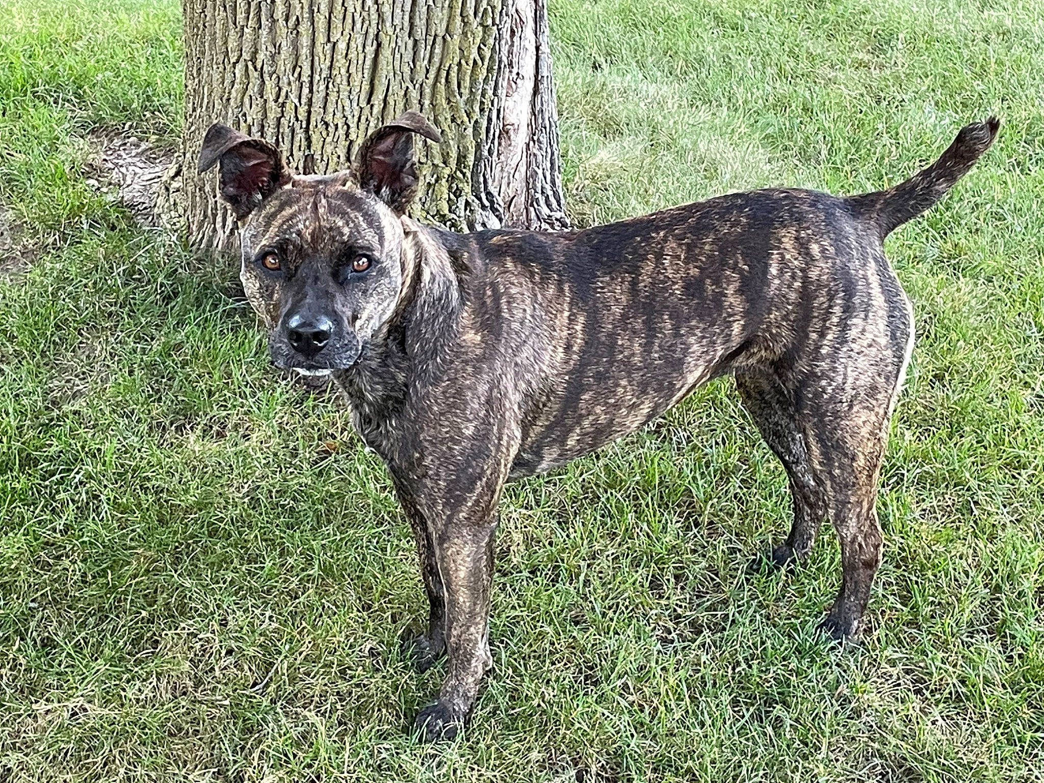 Brandi is registered to the contest to win money with this photo: carnivore, cimarron_uruguayo, collar, dog, dog_breed, grass, plant, terrestrial_animal, treeing_tennessee_brindle, working_animal, working_dog