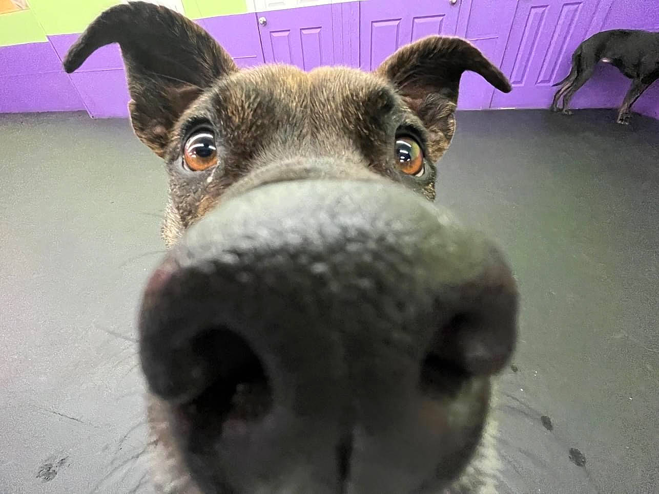 Brandi joined the competition — help win amazing prizes! carnivore, collar, companion_dog, dog, dog_breed, dog_supply, ear, fawn, fur, non_sporting_group, pet_supply, snout, terrestrial_animal, terrier, whiskers, working_animal