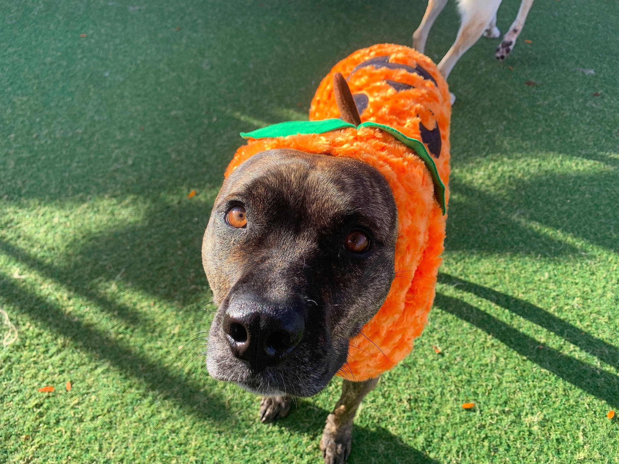 Brandi joined the competition — help win amazing prizes! ancient_dog_breeds, carnivore, companion_dog, coquelicot, dog, dog_breed, dog_clothes, dog_supply, grass, guard_dog, lawn, personal_protective_equipment, plant, sporting_group, working_animal, working_dog