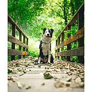 Snow a rejoint le concours — aidez-le/la à gagner de superbes lots ! animal, black_and_white, border_collie, bridge, canine, daylight, dog, forest, greenery, happy, leaves, nature, outdoor, pathway, pet, railings, sitting, tongue_out, trees, wooden_bridge