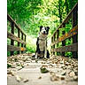 animal, black_and_white, border_collie, bridge, canine, daylight, dog, forest, greenery, happy, leaves, nature, outdoor, pathway, pet, railings, sitting, tongue_out, trees, wooden_bridge