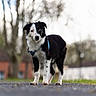 alert, animal, black_and_white, blurred_background, canine, daylight, dog, domestic_animal, fur, harness, mammal, nature, outdoor, pavement, pet, portrait, standing, tree, walking_path, young_dog