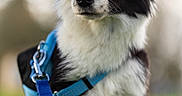 Snow participe au concours pour gagner de l'argent avec cette photo : animal, black_and_white, bokeh, border_collie, canine, close_up, detail, dog, ears, eyes, fur, grass, harness, leash, nose, outdoor, park, pet, portrait, walking