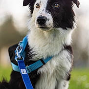 Snow a rejoint le concours — aidez-le/la à gagner de superbes lots ! dog, border_collie, pet, portrait, outdoor, grass, leash, harness, bokeh, fur, black_and_white, canine, eyes, nose, close_up, animal, park, walking, detail, ears