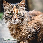 Anonymous participe au concours pour gagner de l'argent avec cette photo : cat, animal, pet, feline, fur, whiskers, green_eyes, outdoor, nature, close_up, portrait, mammal, cute, fluffy, looking, ground, wildlife, tabby, calico, sitting