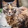 cat, animal, pet, feline, fur, whiskers, green_eyes, outdoor, nature, close_up, portrait, mammal, cute, fluffy, looking, ground, wildlife, tabby, calico, sitting