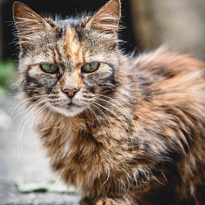 Anonymous participe au concours pour gagner de l'argent avec cette photo : animal, calico, cat, close_up, cute, feline, fluffy, fur, green_eyes, ground, looking, mammal, nature, outdoor, pet, portrait, sitting, tabby, whiskers, wildlife