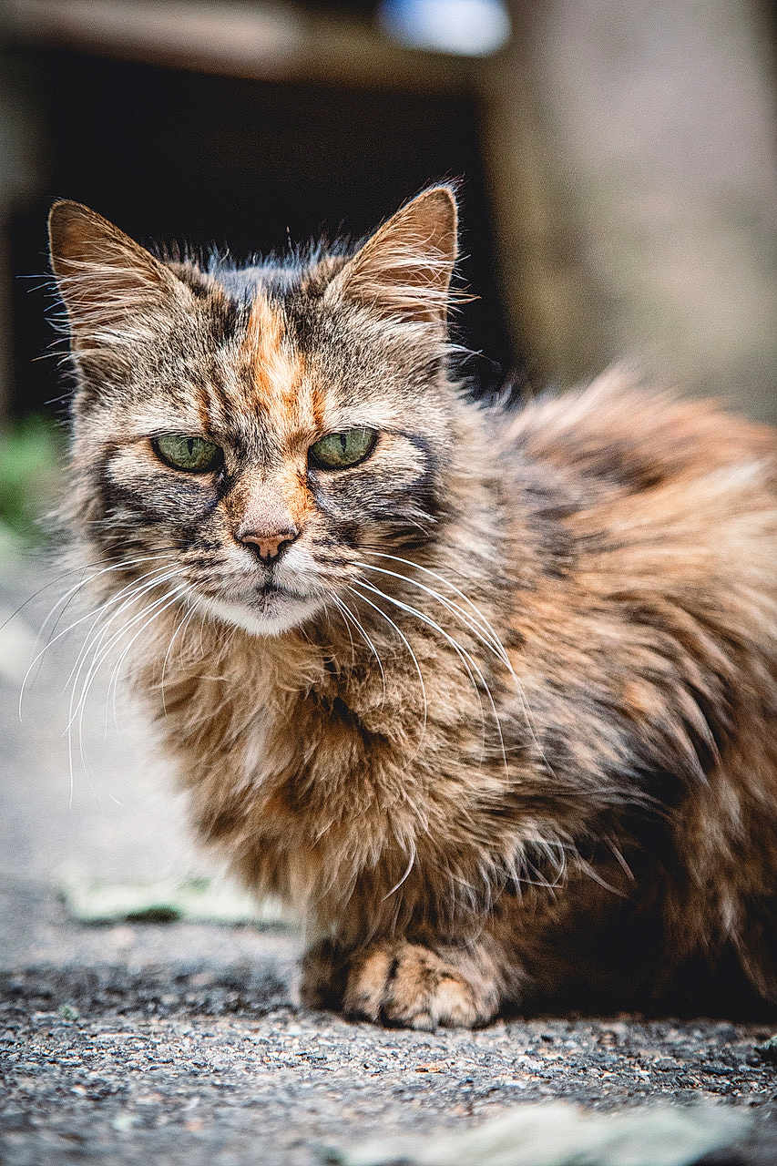 Anonymous participe au concours pour gagner de l'argent avec cette photo : cat, animal, pet, feline, fur, whiskers, green_eyes, outdoor, nature, close_up, portrait, mammal, cute, fluffy, looking, ground, wildlife, tabby, calico, sitting