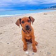 Anya participe au concours pour gagner de l'argent avec cette photo : animal, beach, calm, cloudy, collar, cute, dog, landscape, nature, outdoor, pet, playful, puppy, sand, sea, shore, sitting, sky, water, young