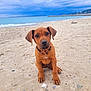 animal, beach, calm, cloudy, collar, cute, dog, landscape, nature, outdoor, pet, playful, puppy, sand, sea, shore, sitting, sky, water, young