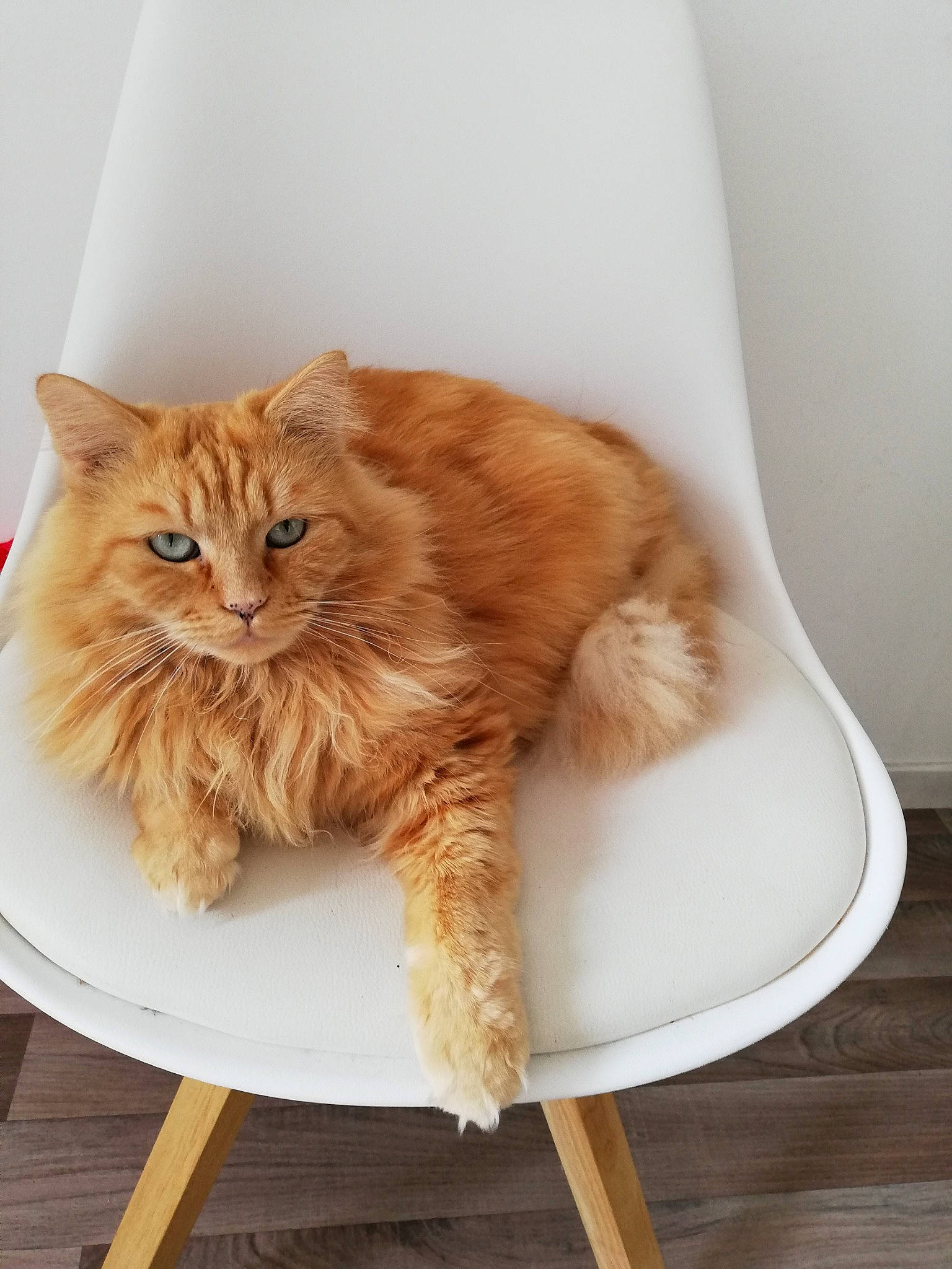 Winston participe au concours pour gagner de l'argent avec cette photo : british_longhair, british_semi_longhair, carnivore, cat, cymric, domestic_long_haired_cat, fawn, felidae, fur, kitten, maine_coon, norwegian_forest_cat, persian, ragamuffin, sitting, small_to_medium_sized_cats, tabby_cat, tail, whiskers