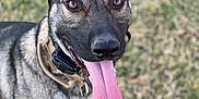 Thor is registered to the contest to win money with this photo: animal, brown_eyes, canine, closeup, collar, dog, ears, friend, fur, grass, happy, muzzle, nature, outdoor, panting, pet, playful, portrait, summer, tongue