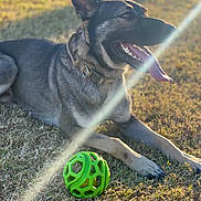 Thor joined the competition — help win amazing prizes! animal, canine, collar, daylight, dog, ears, fur, german_shepherd, grass, happy, laying_down, nature, outdoor, paw, pet, playing, sunbeam, sunlight, tongue_out, toy_ball