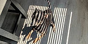Blue is registered to the contest to win money with this photo: dog, small_dog, indoor, sunlight, shadow, striped_shadow, wooden_floor, furniture, curious, pet, animal, light_pattern, flooring, domestic, canine, standing, bright_light, shadow_play, home, companion