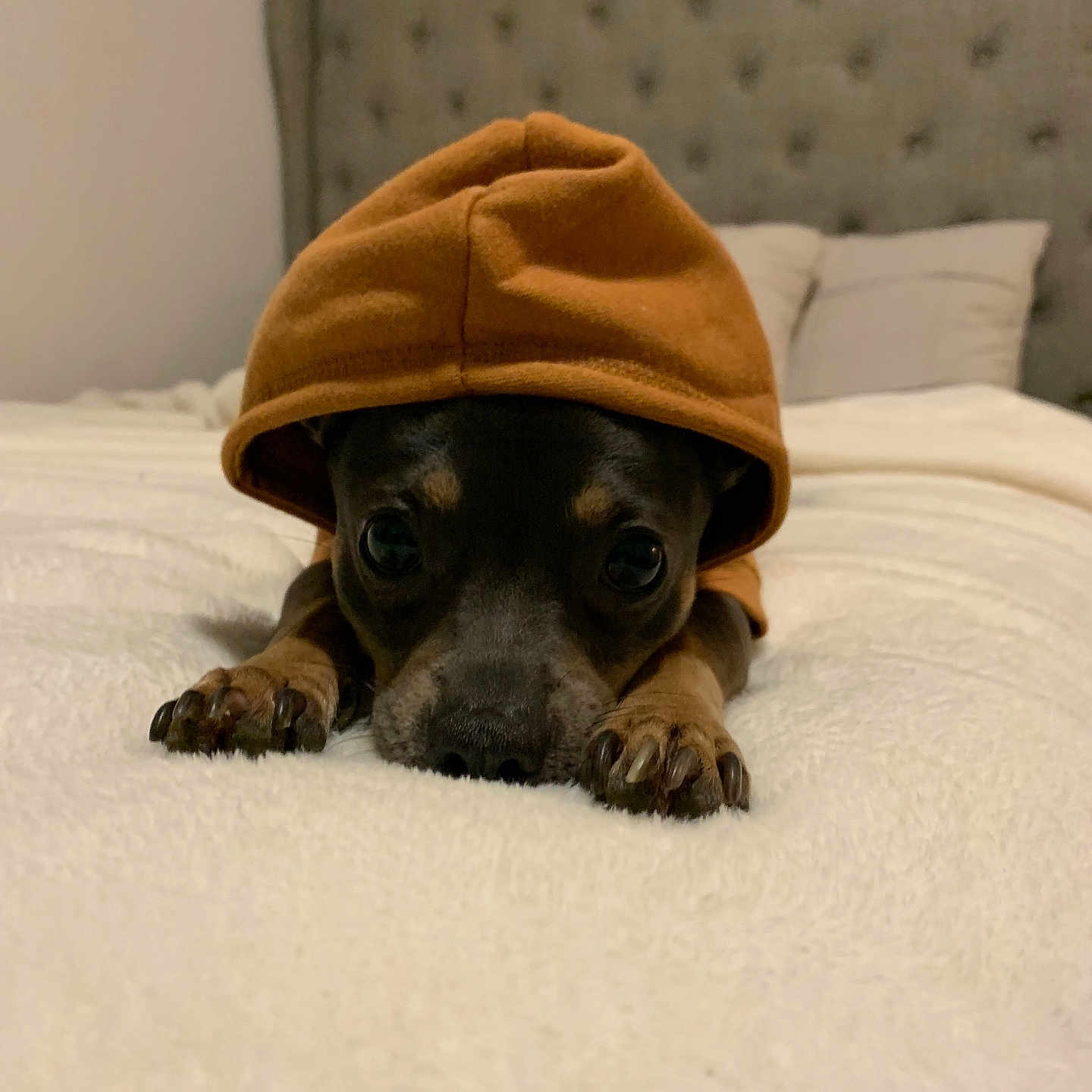 Blue is registered to the contest to win money with this photo: animal, bed, blanket, brown, cozy, curious, cute, dog, headboard, hoodie, indoor, lying_down, paws, pet, pillows, puppy, resting, small_dog, soft, warm