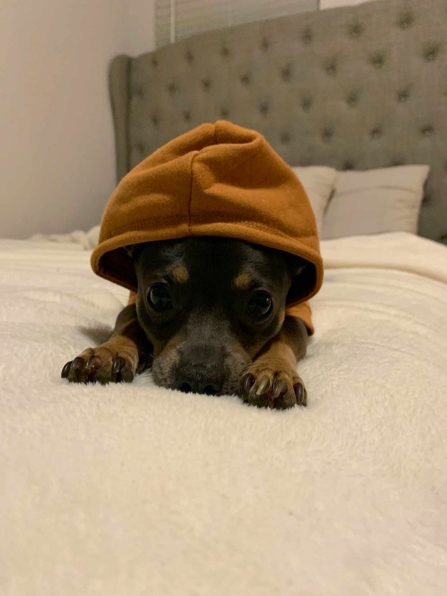 Blue is registered to the contest to win money with this photo: dog, puppy, hoodie, bed, blanket, cozy, indoor, pet, animal, cute, brown, soft, paws, lying_down, headboard, pillows, curious, small_dog, resting, warm