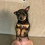 Blue is registered to the contest to win money with this photo: dog, puppy, pet, couch, indoor, beige, furniture, small_dog, sitting, curious, canine, cute, domestic_animal, fur, ears, face, legs, home, relaxed, animal