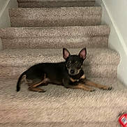 Blue joined the competition — help win amazing prizes! dog, stairs, carpet, pet, animal, indoor, black_fur, brown_fur, lying_down, looking, ears_up, house, wall, floor, red_object, blur, domestic, small_dog, canine, resting