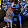 Linus joined the competition — help win amazing prizes! animal, blanket, brown, canine, chair, collar, cozy, dog, ears, fur, home, indoor, looking_at_camera, pet, portrait, red_harness, sitting, tags, tail, white