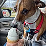 Linus joined the competition — help win amazing prizes! brown_and_white_dog, car_interior, close_up, collar, daylight, dog, hand, ice_cream, licking, person, pet, plaid_jacket, red_harness, seat, side_mirror, soft_serve, tag, tongue, vehicle, window