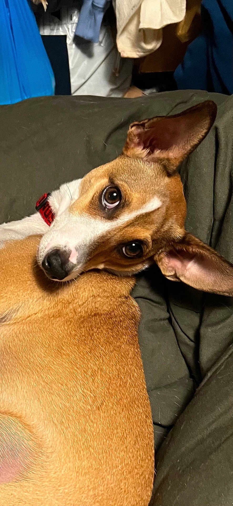 Linus