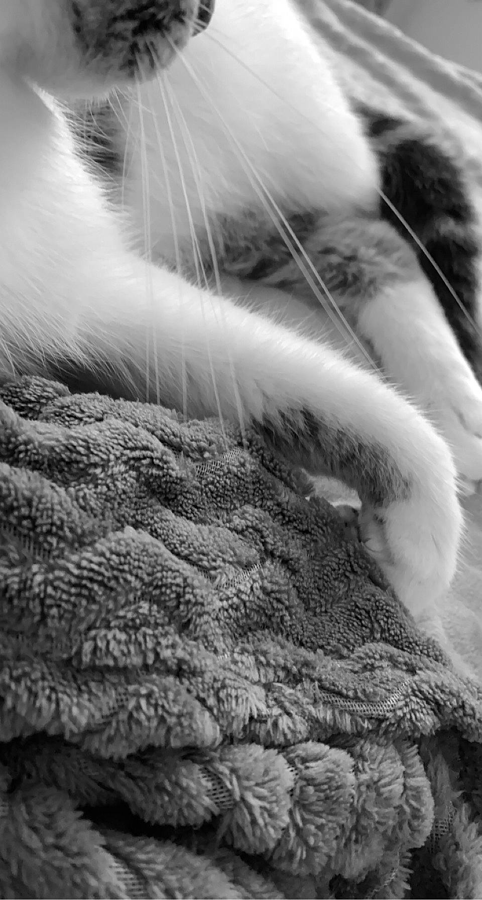 Atchoum a rejoint le concours — aidez-le/la à gagner de superbes lots ! close_up, feather, felidae, freezing, fur, grass, grey, monochrome, monochrome_photography, natural_material, pattern, plant, rock, snout, tail, textile, whiskers, wildlife, wind_wave, wool
