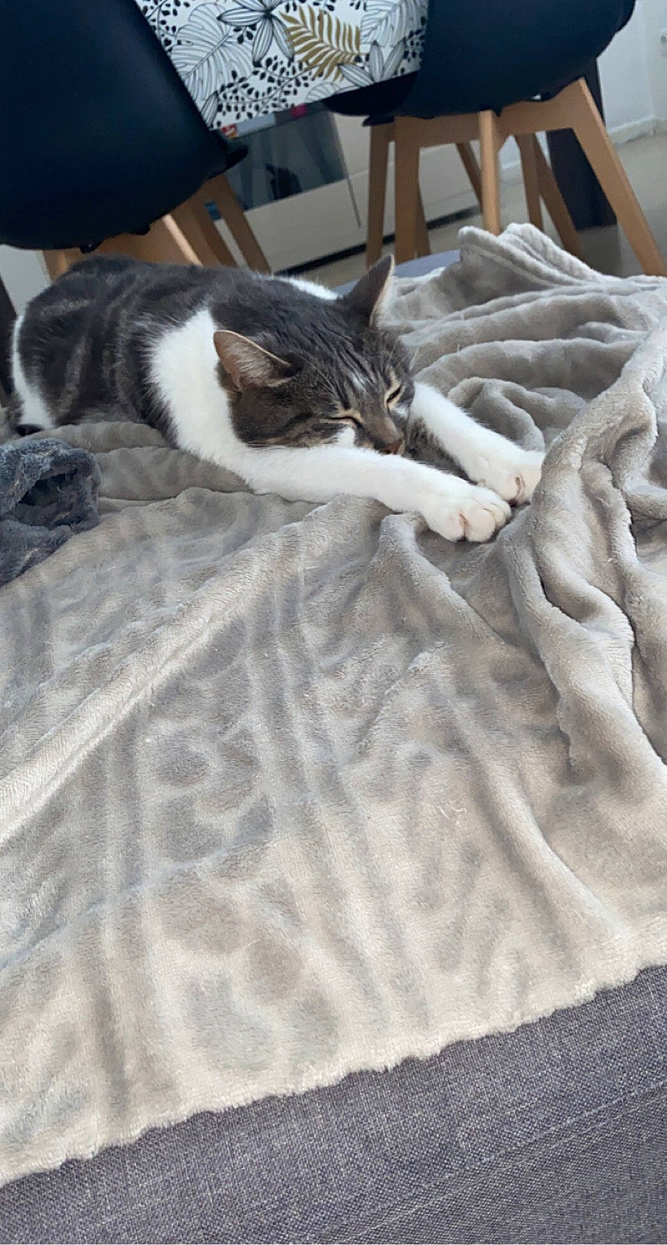 Atchoum participe au concours pour gagner de l'argent avec cette photo : bed, bedding, carnivore, cat, comfort, domestic_short_haired_cat, duvet, felidae, flooring, fur, grey, hardwood, linens, pattern, room, small_to_medium_sized_cats, tail, textile, whiskers, wood