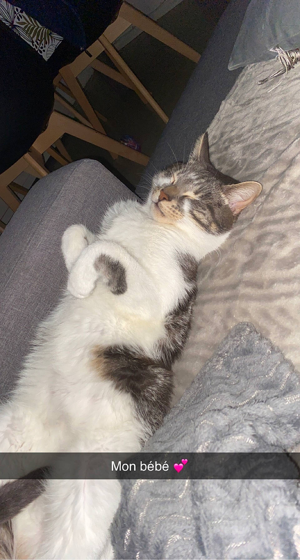 Atchoum participe au concours pour gagner de l'argent avec cette photo : carnivore, cat, claw, comfort, domestic_short_haired_cat, felidae, fur, paw, photo_caption, small_to_medium_sized_cats, snout, tail, terrestrial_animal, whiskers