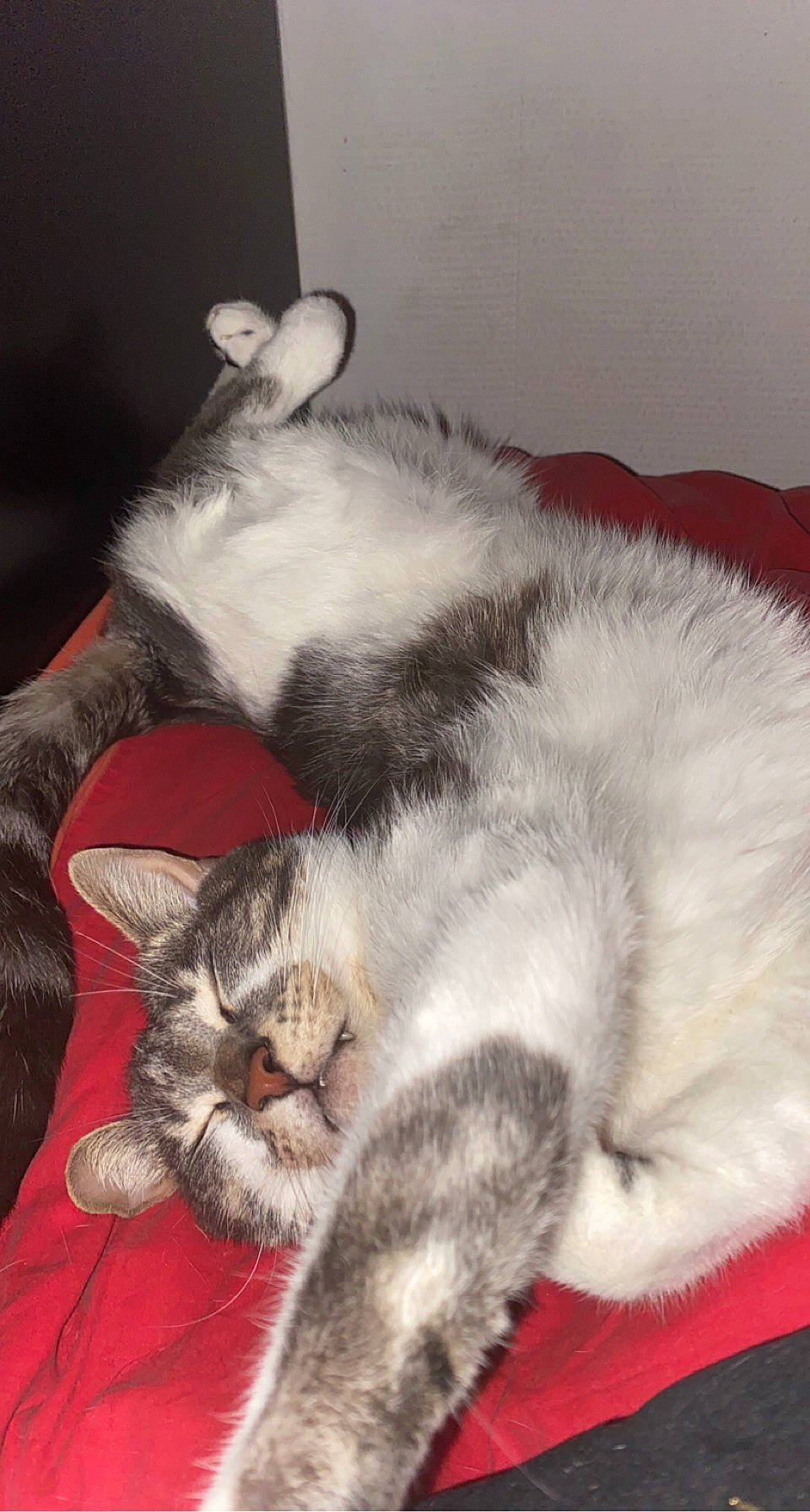 Atchoum a rejoint le concours — aidez-le/la à gagner de superbes lots ! carnivore, cat, claw, comfort, domestic_short_haired_cat, ear, felidae, foot, fur, grey, lap, nap, paw, sleep, small_to_medium_sized_cats, snout, tail, whiskers