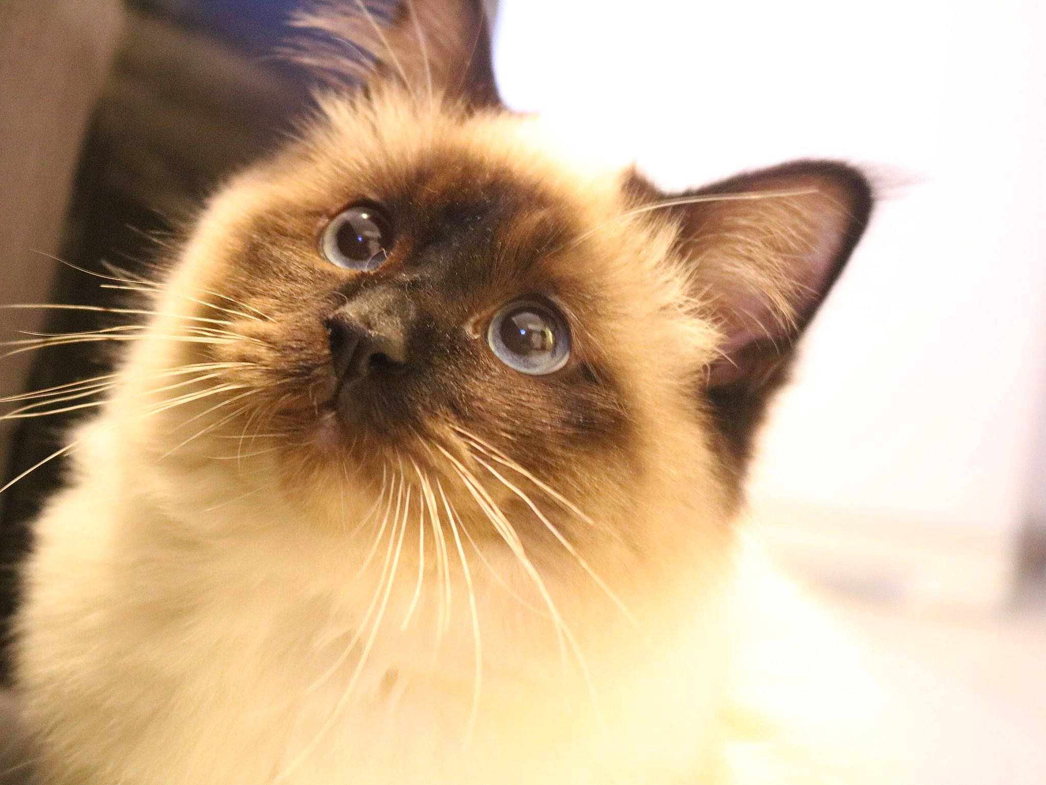 Sniper participe au concours pour gagner de l'argent avec cette photo : balinese, birman, carnivore, cat, fang, fawn, felidae, fur, ragdoll, siamese, small_to_medium_sized_cats, snout, terrestrial_animal, thai, whiskers