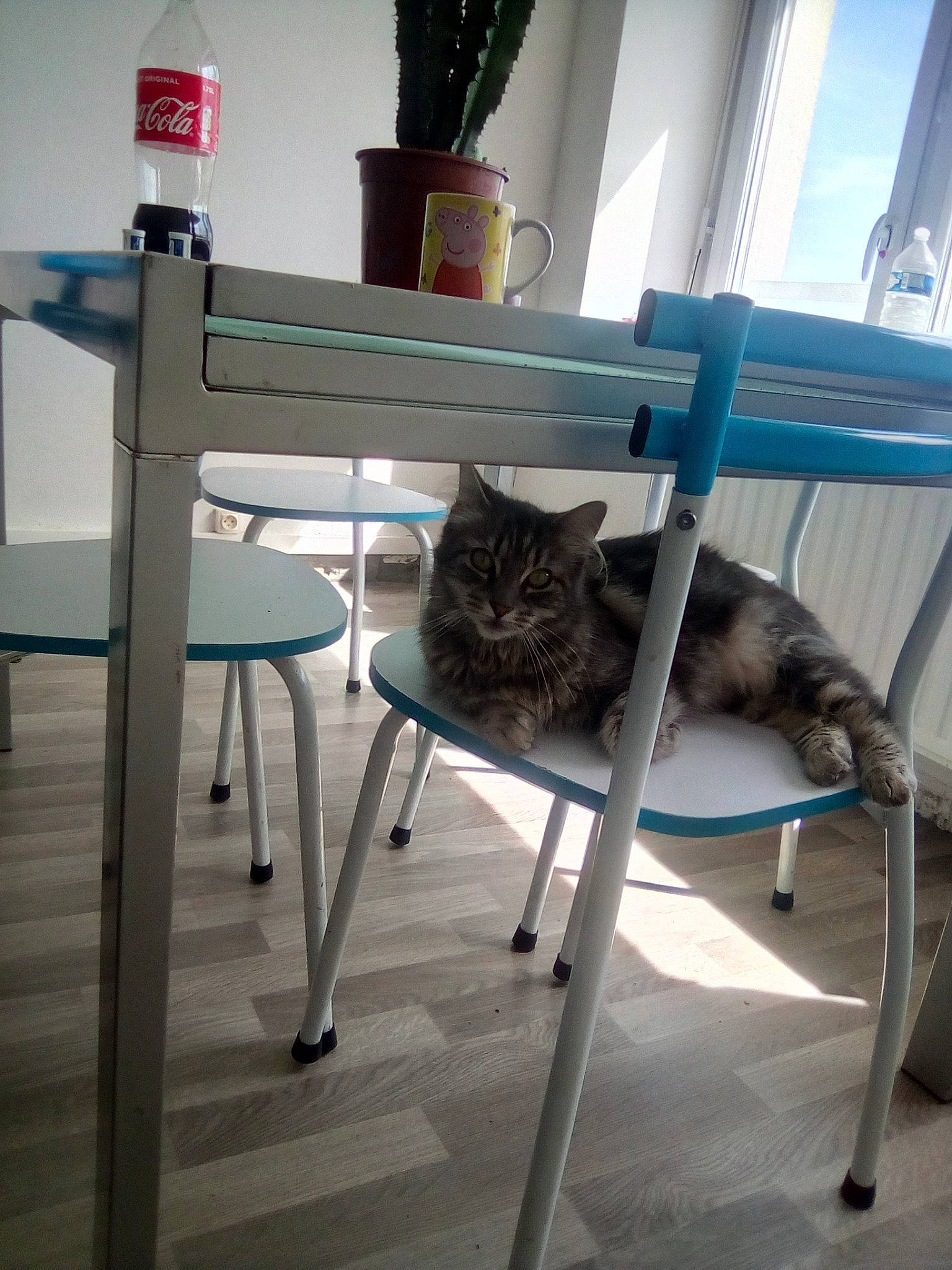 Guccy a rejoint le concours — aidez-le/la à gagner de superbes lots ! carnivore, cat, chair, domestic_short_haired_cat, felidae, furniture, interior_design, maine_coon, small_to_medium_sized_cats, tabby_cat, table, tail, whiskers