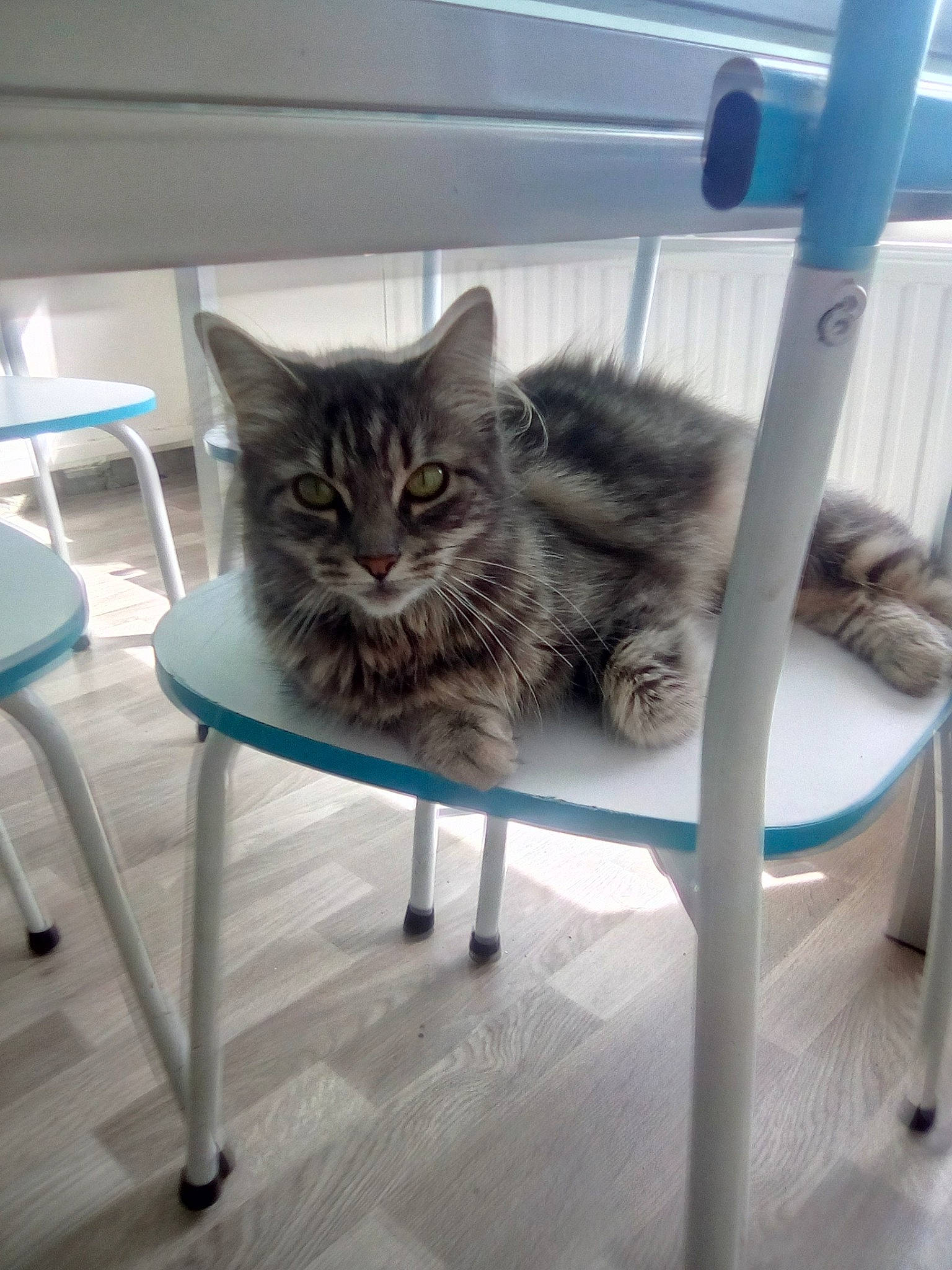 Guccy a rejoint le concours — aidez-le/la à gagner de superbes lots ! american_shorthair, british_semi_longhair, carnivore, cat, chair, domestic_long_haired_cat, domestic_short_haired_cat, dragon_li, european_shorthair, felidae, furniture, kitten, maine_coon, mammal, norwegian_forest_cat, siberian, small_to_medium_sized_cats, tabby_cat, table, whiskers