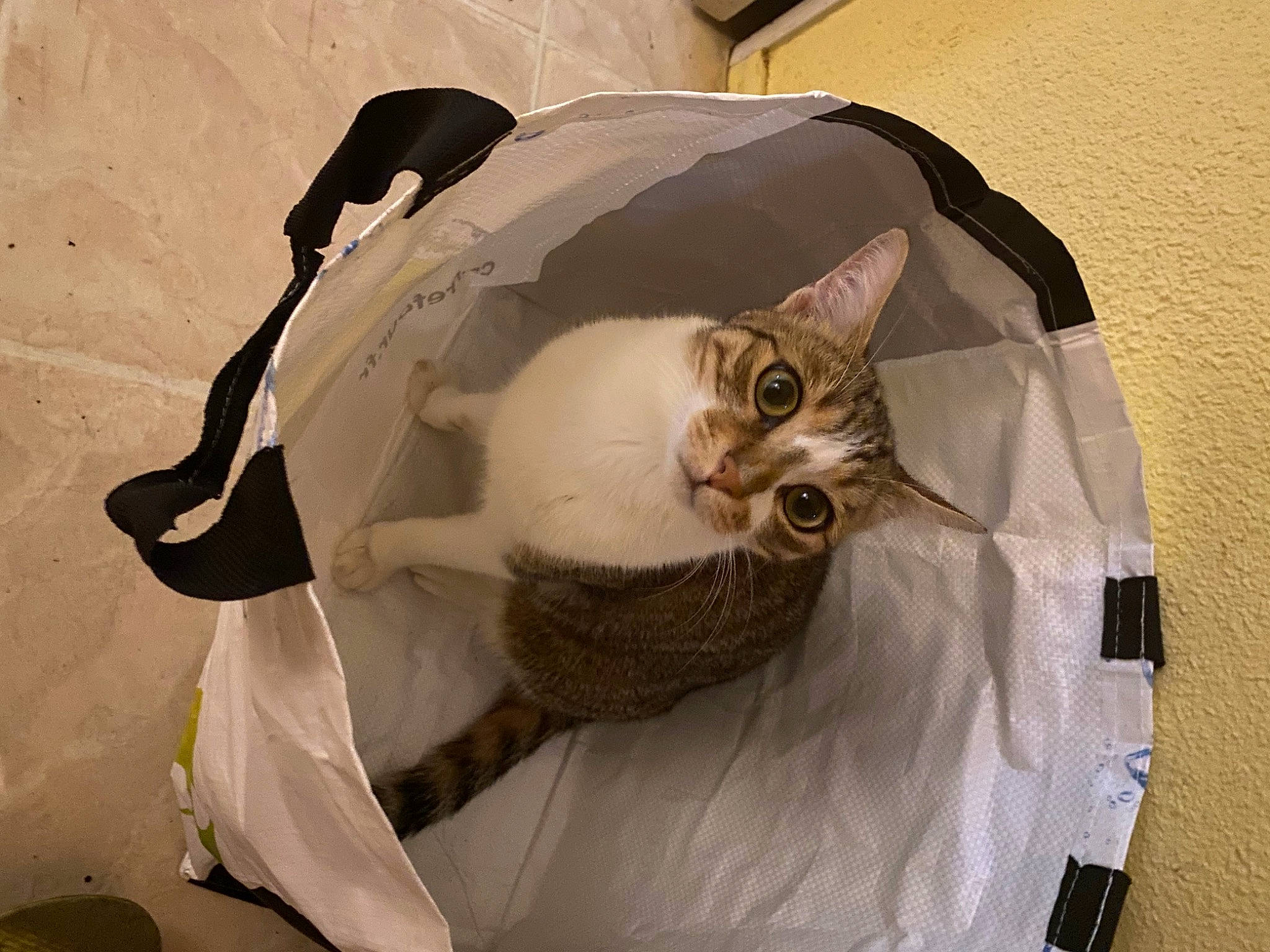 Rebel a rejoint le concours — aidez-le/la à gagner de superbes lots ! automotive_lighting, bag, carnivore, cat, comfort, domestic_short_haired_cat, ear, eyewear, fashion_accessory, felidae, fur, grey, luggage_and_bags, musical_instrument, paper_product, small_to_medium_sized_cats, snout, tail, whiskers, window