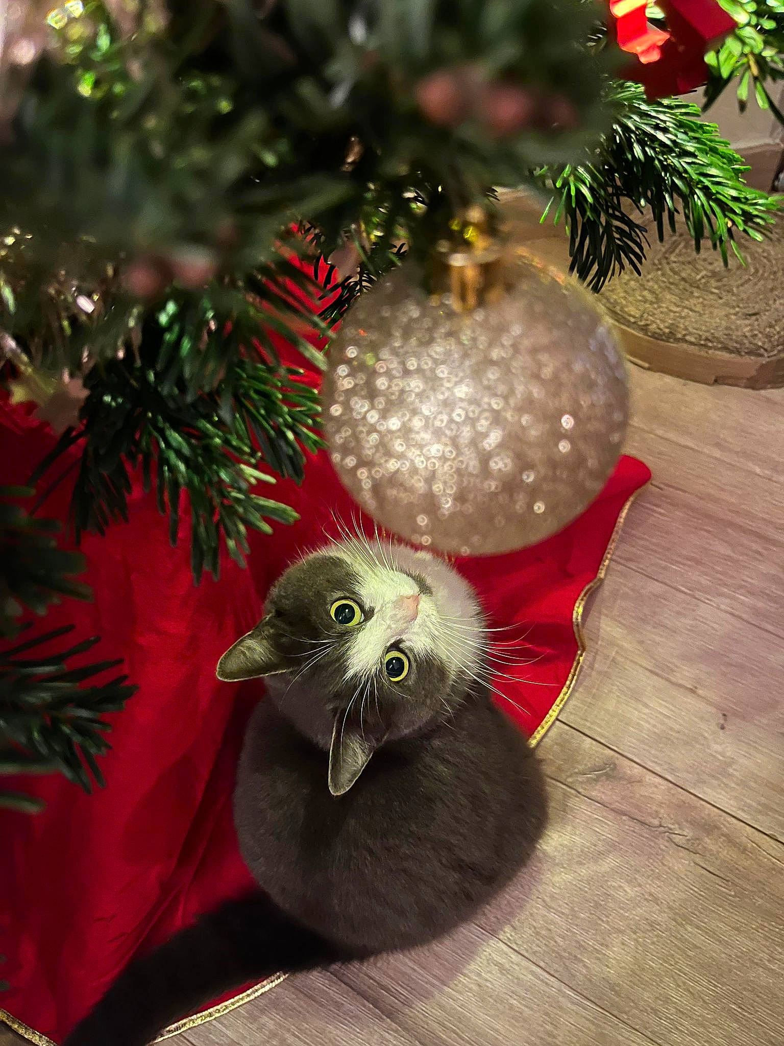 Nanou participe au concours pour gagner de l'argent avec cette photo : branch, cat, christmas, christmas_decoration, christmas_ornament, christmas_tree, conifer, event, evergreen, felidae, holiday, holiday_ornament, interior_design, light, ornament, plant, small_to_medium_sized_cats, tail, twig, whiskers