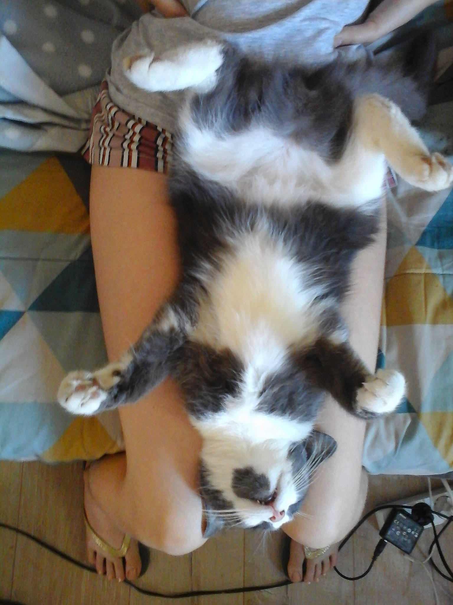 Nanou participe au concours pour gagner de l'argent avec cette photo : canidae, carnivore, cat, claw, comfort, companion_dog, dog_breed, domestic_short_haired_cat, fawn, felidae, fur, human_leg, lap, paw, small_to_medium_sized_cats, snout, sporting_group, tail, terrestrial_animal, whiskers